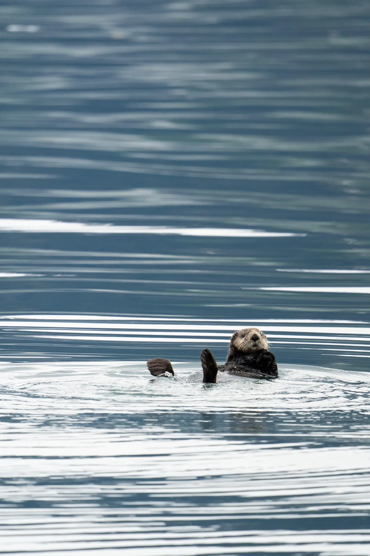 Bears and views in Alaska, June 2025