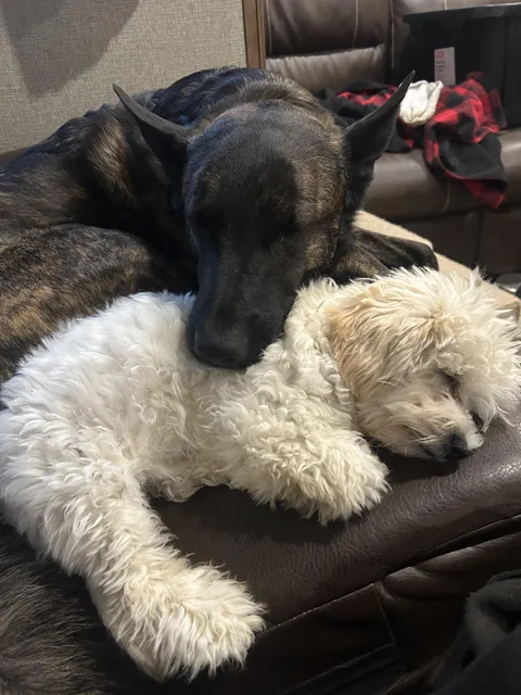 My two dogs snuggling after a long day of playing outside