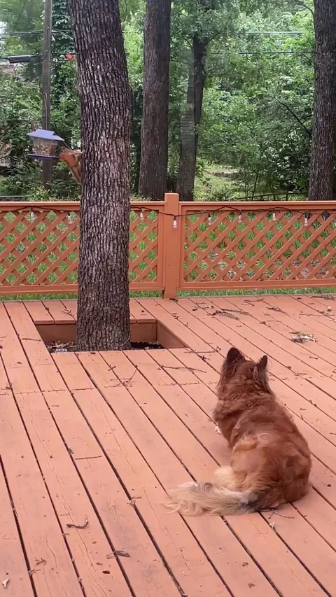 my backyard squirrels have concluded, through experimentation, that my dog cant catch them. they eat right in front of her face now 😭