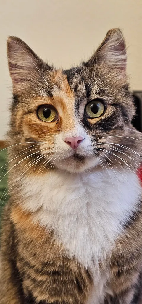 First time posting, this is Topanga!