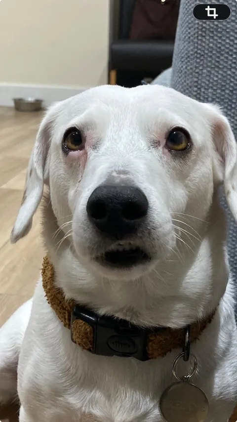 The sheer disgust when meals aren’t shared with him