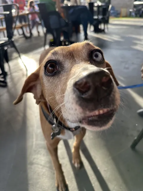 I worked a long day then got food at the restaurant next door where I met this derpy little two eye colored baby 