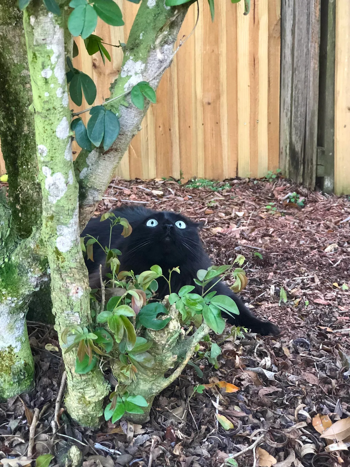 Luna was very excited while exploring outside for the first time