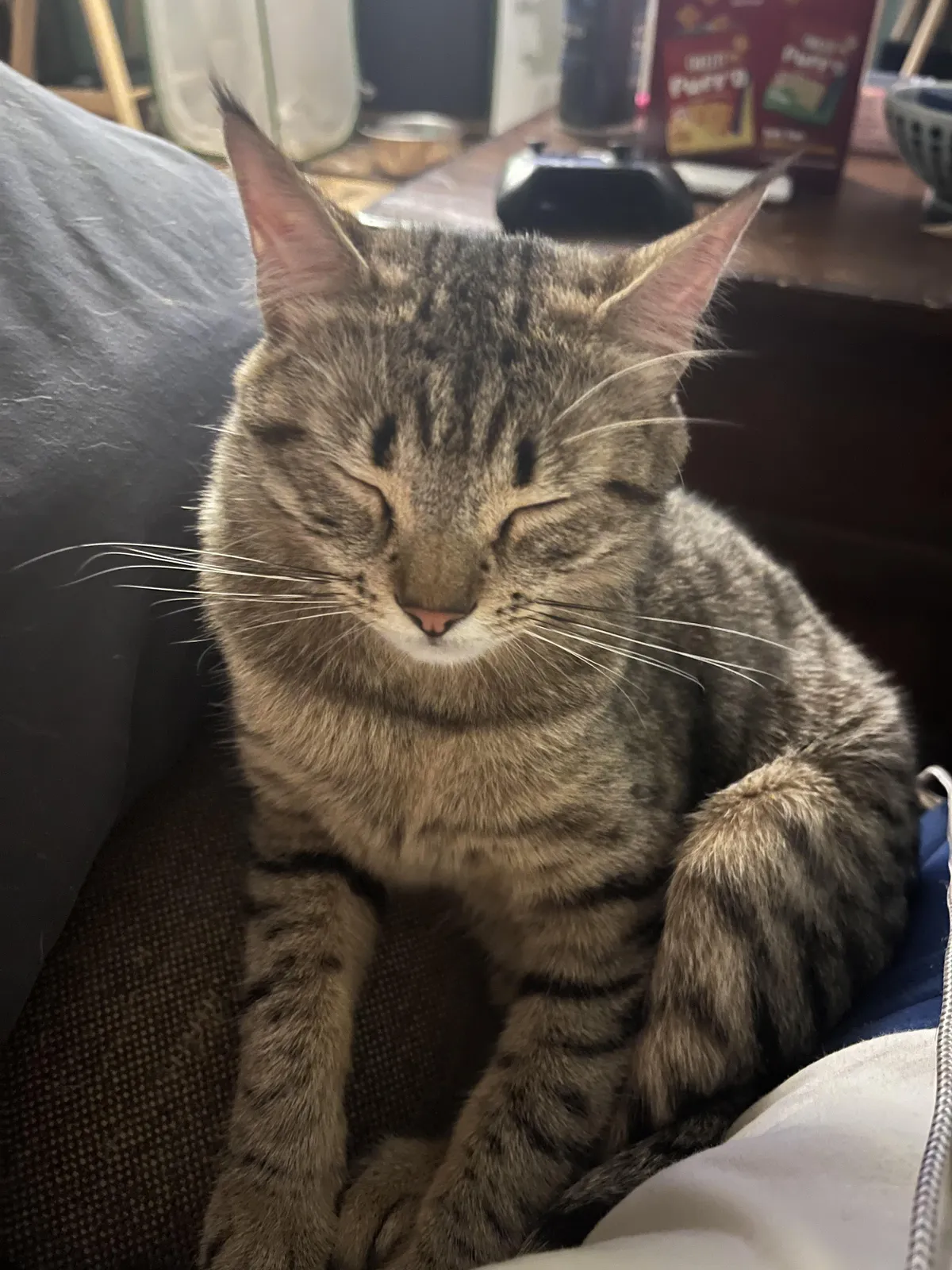 Help me settle a marital dispute, is she brown or grey?