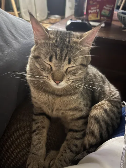 Help me settle a marital dispute, is she brown or grey?