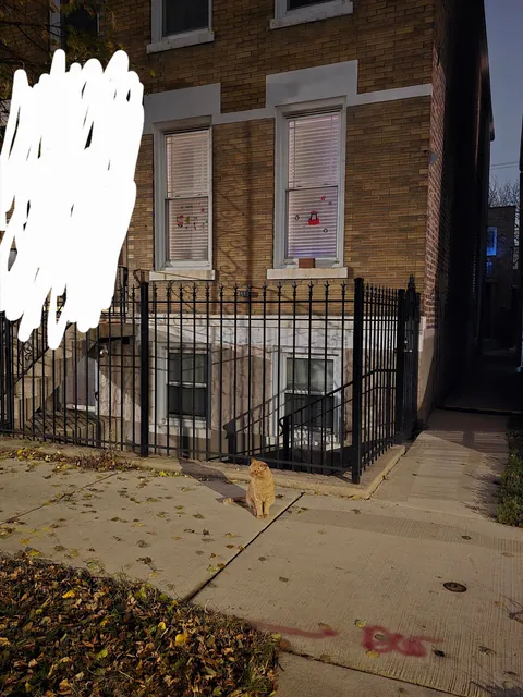 Cat keeps showing up at my door