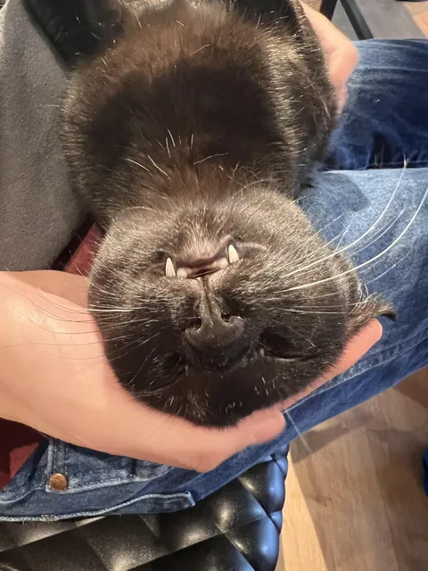 Cat at the cafe didn’t disappoint