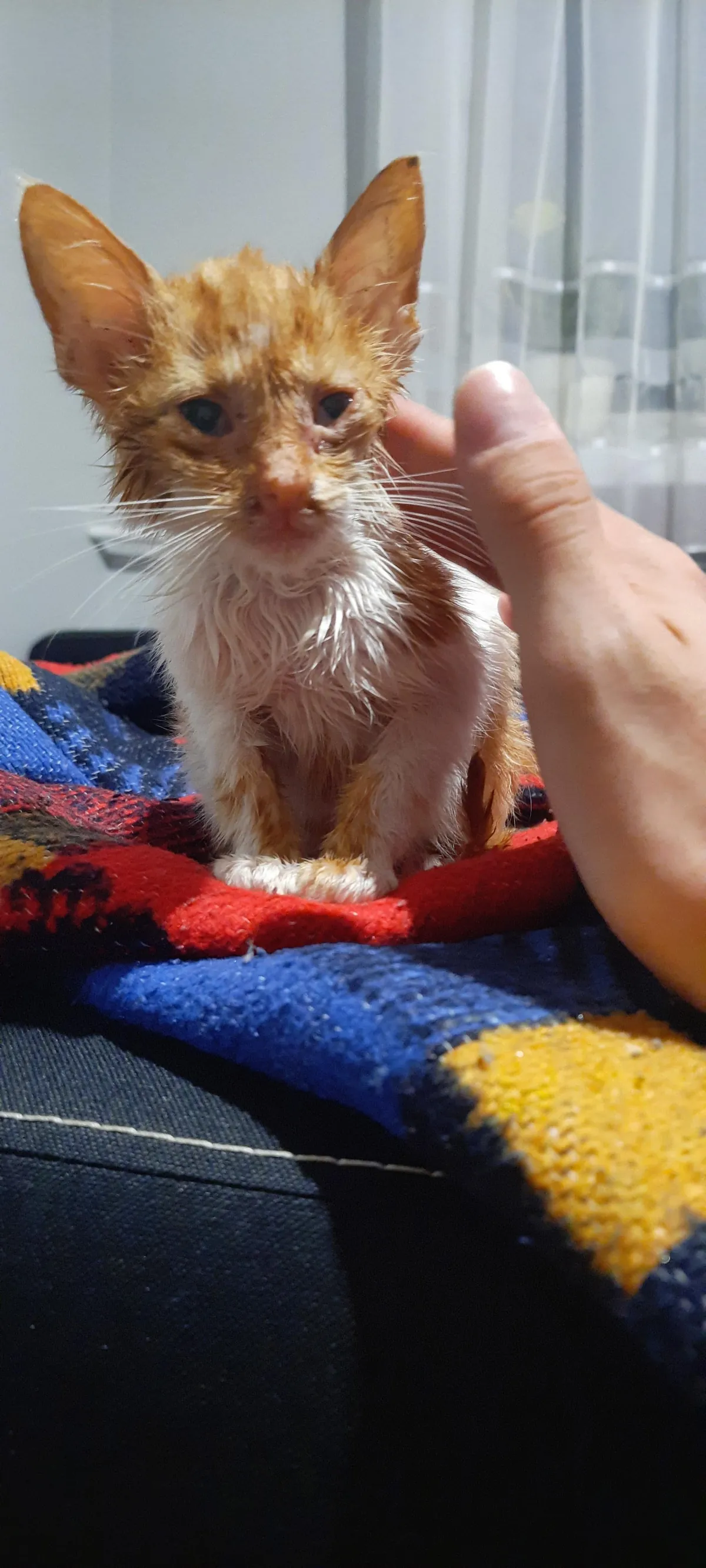 I found this little, dying fellow on the street. I’d never had a cat before, but I couldn’t just leave him there. So I took him with me — first home, then to the vet. And… it’s been almost two years since I got myself a loving, four-legged friend.