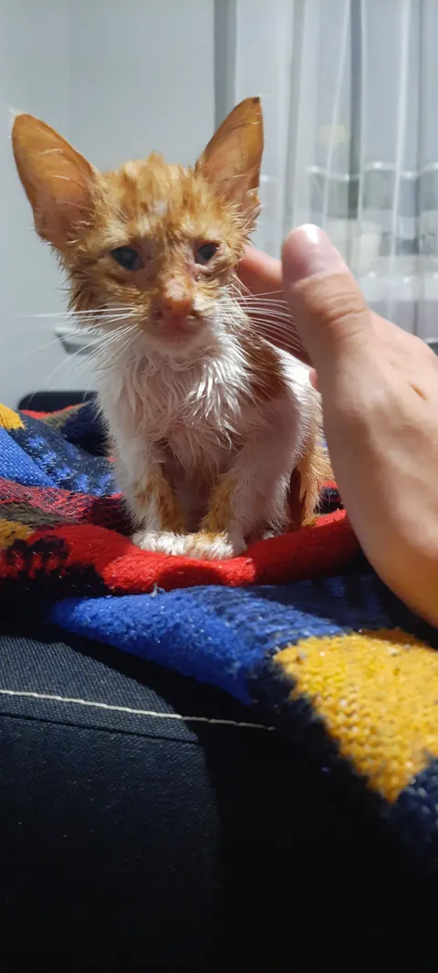 I found this little, dying fellow on the street. I’d never had a cat before, but I couldn’t just leave him there. So I took him with me — first home, then to the vet. And… it’s been almost two years since I got myself a loving, four-legged friend.