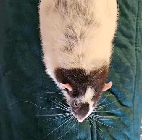 Pepe has 1 extremely long whisker