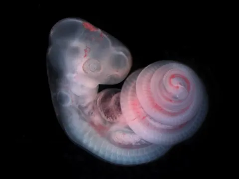 Snake embryo