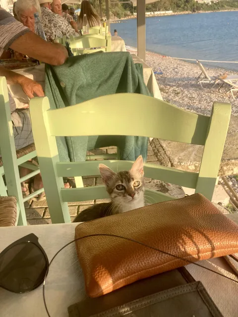 Surprise guest joined our table at a fish taverna in Greece
