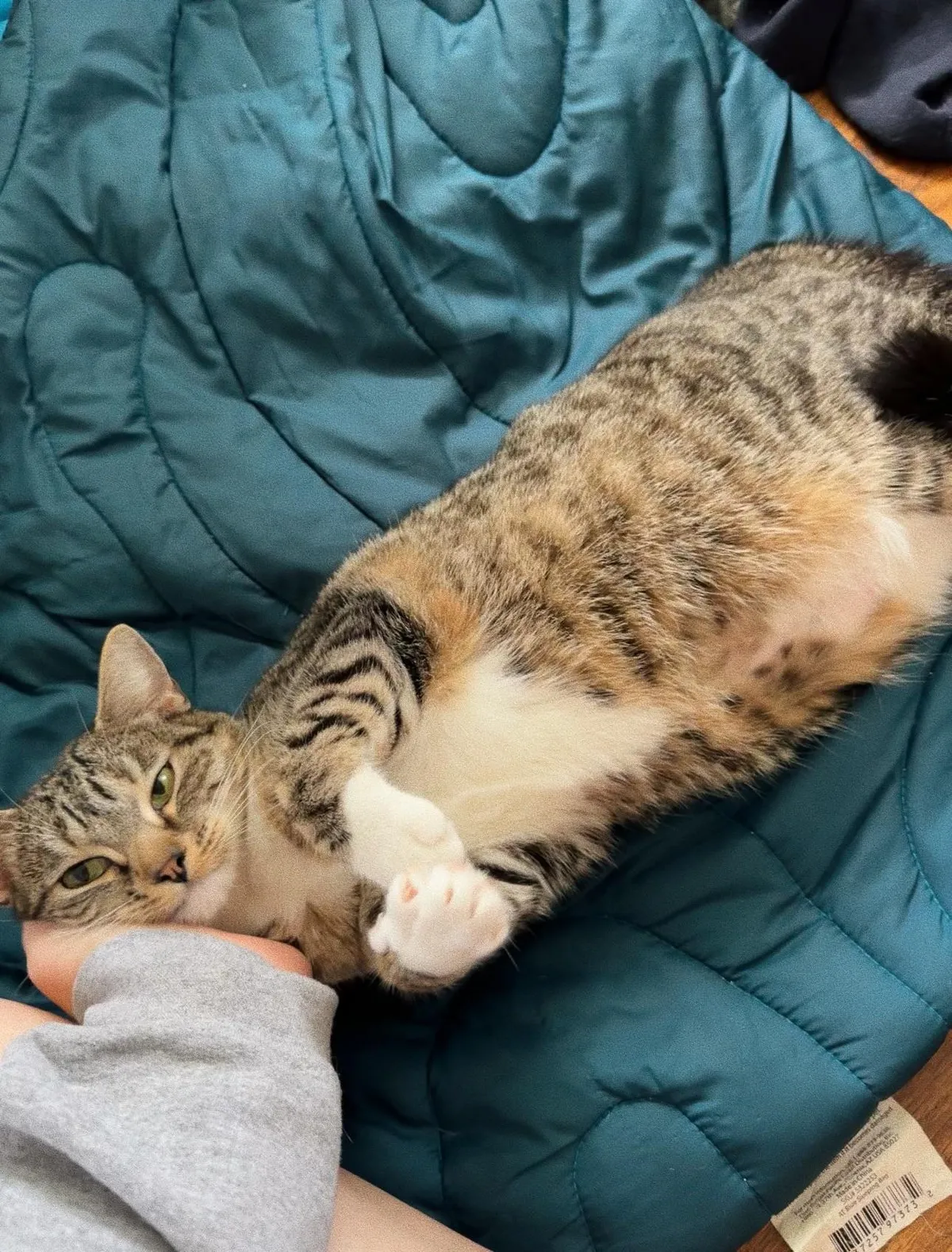 Just adopted this sweet girl.