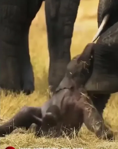 🔥Mum helped with baby elephant’s first step