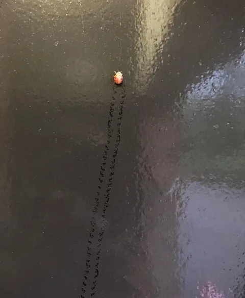 🔥 Footprints left behind by a Ladybug