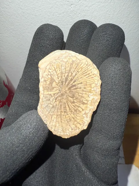 Some of my potentially scientifically important fossils in this country.