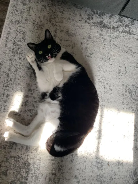 Raise your paw if you a derp🐾