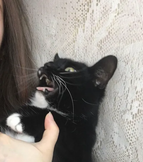 I just tried to take a picture with her... That's why she yelled at me.