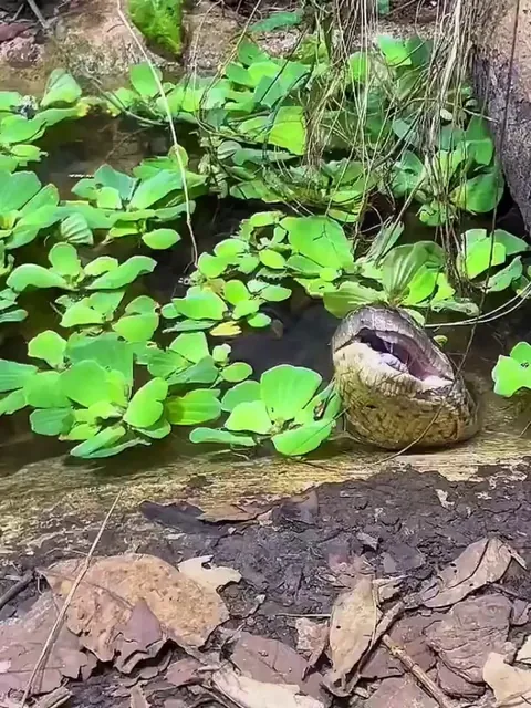 Anaconda realigning its jaw after eating a meal
