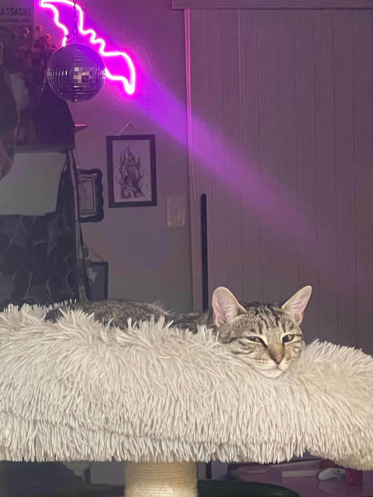 My gf of 7 years passed away and all I got were these lousy cats