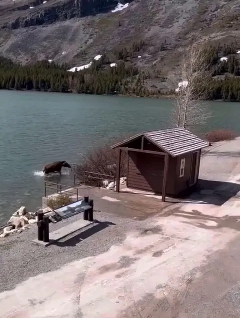 🔥 This huge moose chasing a grizzly bear