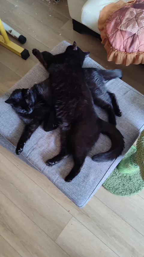 My very bonded pair, Harry and Peter. The bastards never cuddle with me.