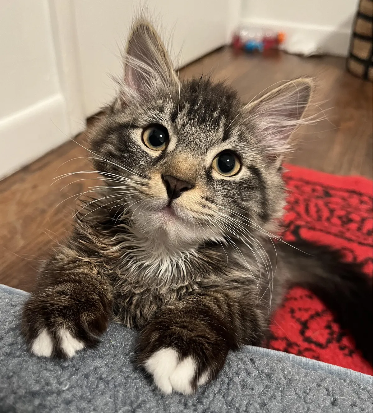 Meet Zombie, my first kitten! 