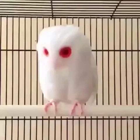Albino owl.
