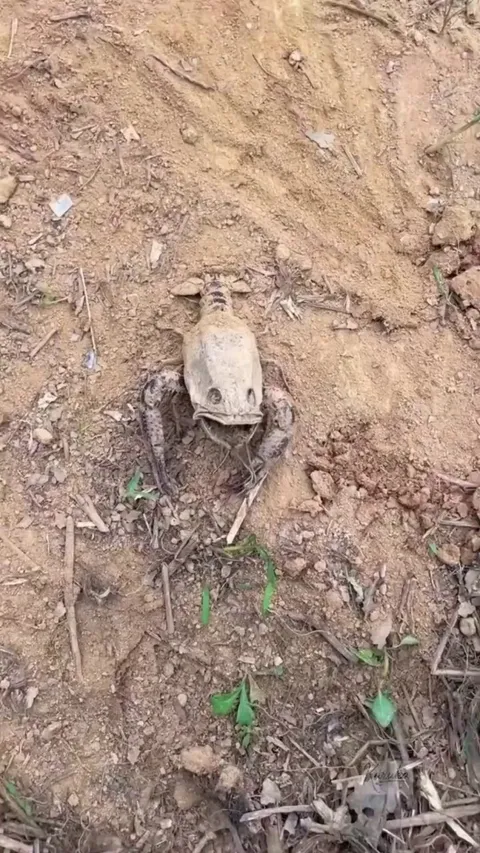 a lobster living inside the mummified remains of a fish