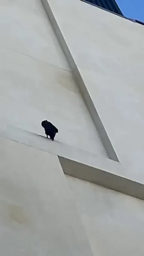 A crow removing several metal anti-bird spikes from a building ledge.