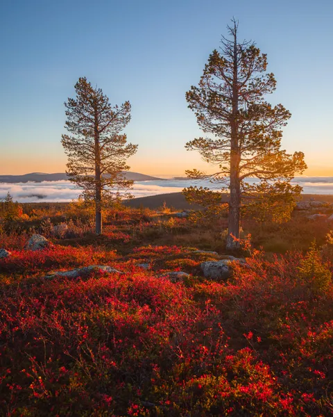 Autumn sunrise above the clouds in northern Finland [3697x4620] [OC]