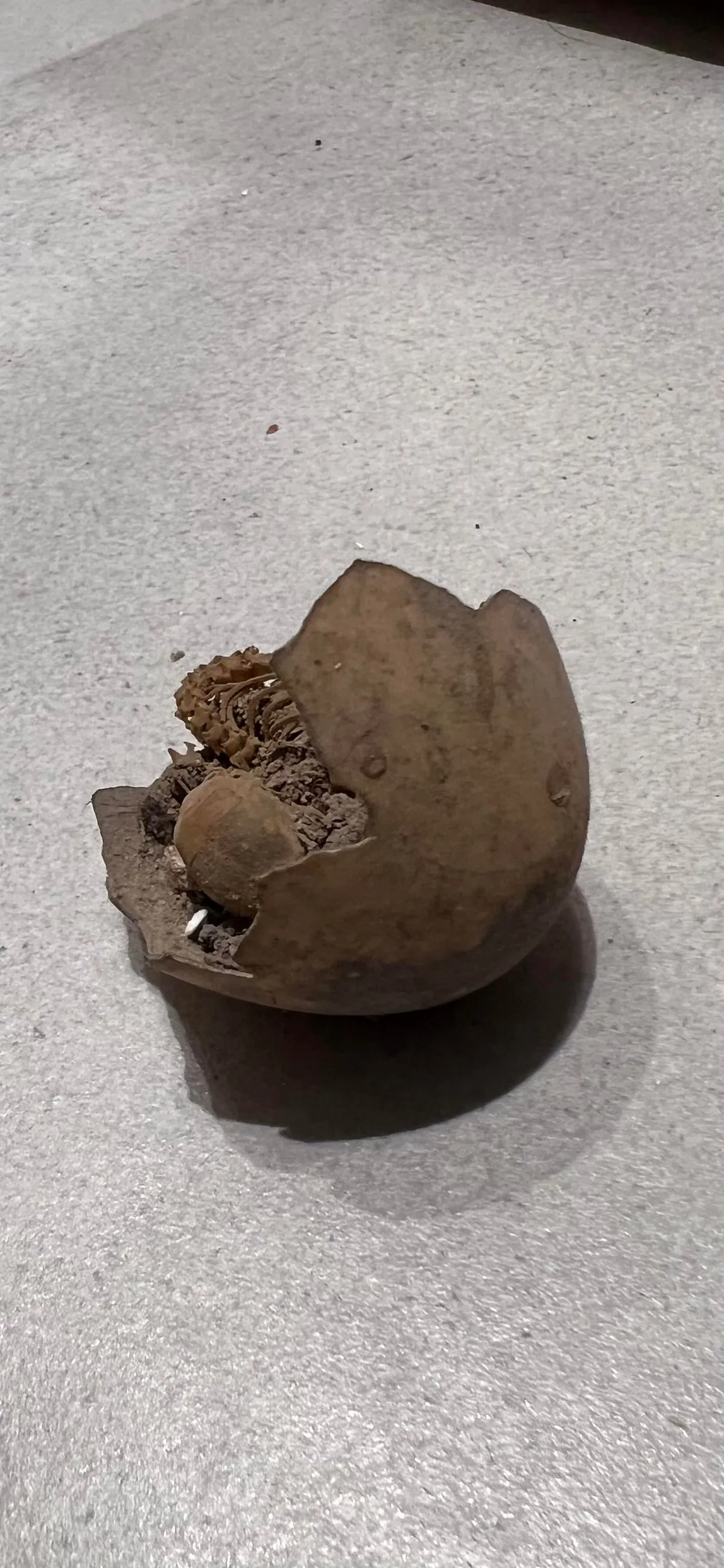 A Tiny Skeleton Inside A Broken Egg… Hidden Under My Second-Floor Floorboards.