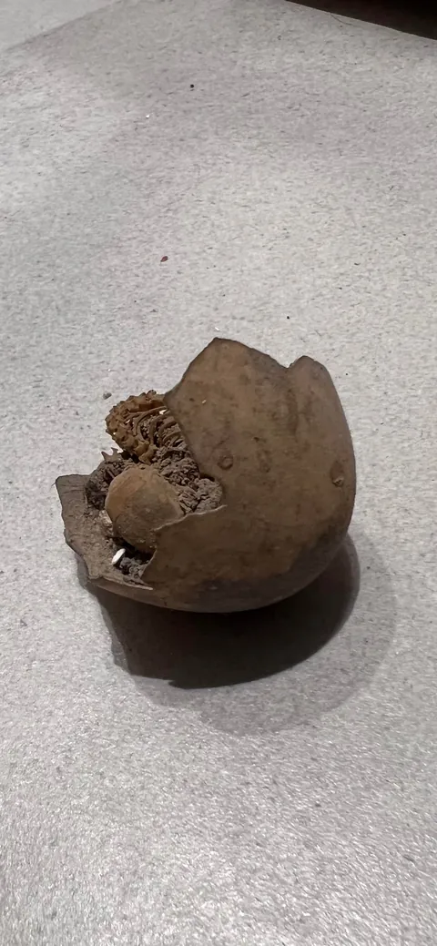 A Tiny Skeleton Inside A Broken Egg… Hidden Under My Second-Floor Floorboards.