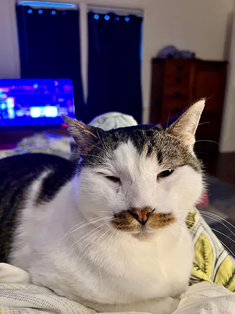 I’m about to die, and I’m not sure what to do about my cat.