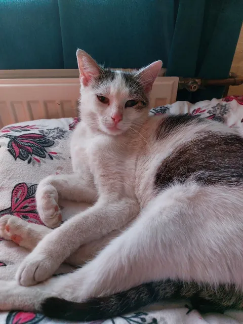 stray cat moved in and basically adopted me 😆 ♥️