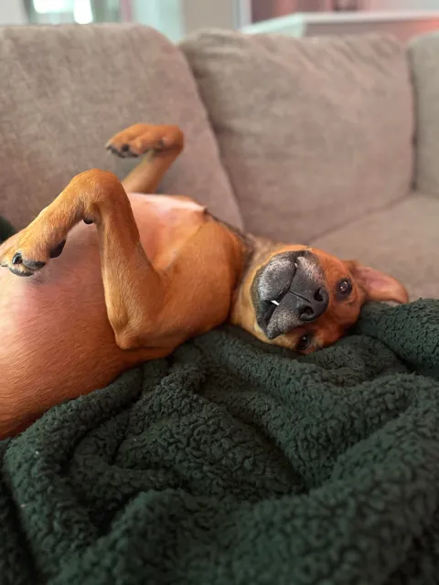 This is my cuddle monster Hector. His chin is on my shoulder as I post this