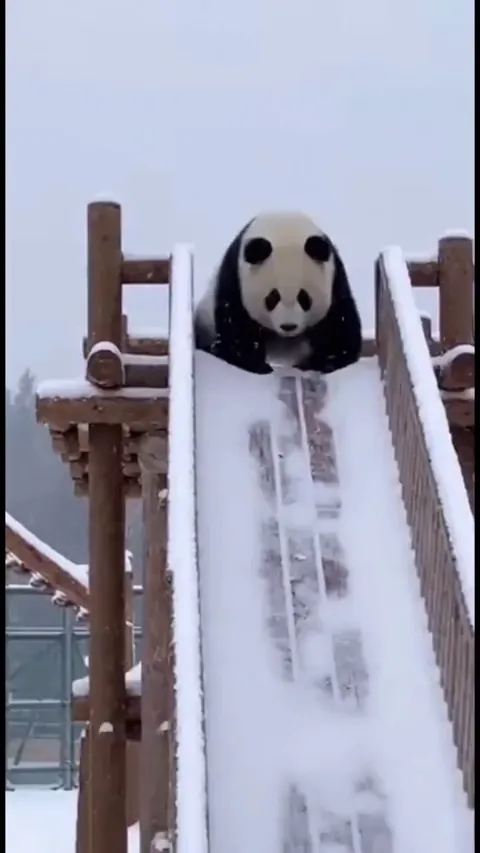 Panda being panda