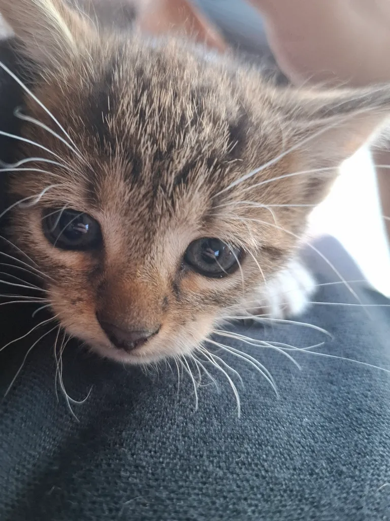 just found a kitten on the road and we are adopting her/he dont know gender yet.