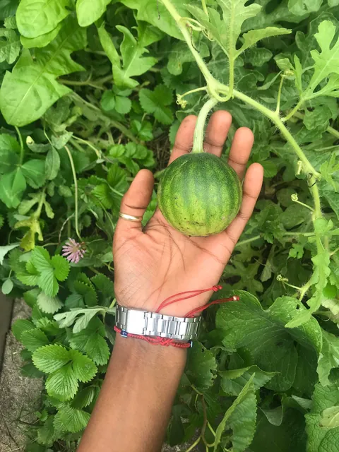 My second year growing watermelons 🍉😇