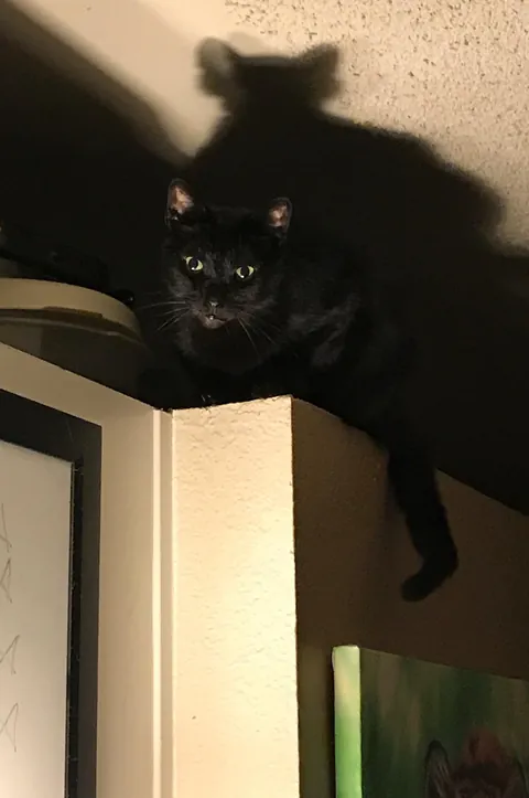 Tomorrow morning, I'll say goodbye to my friend of nearly 20 years 😢