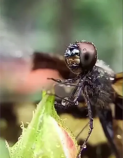 🔥Dragonfly brushes off raindrops 💧
