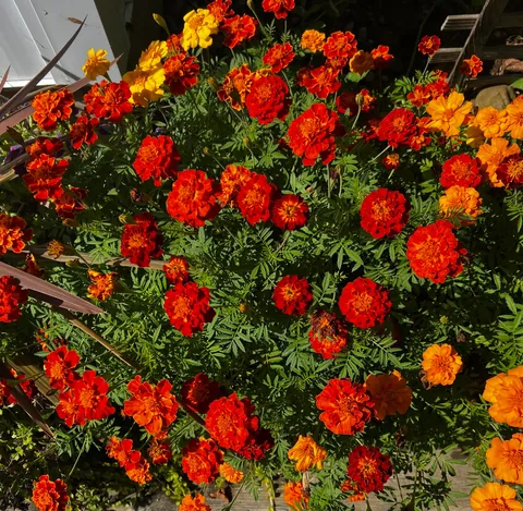 My Marigolds Marigolding