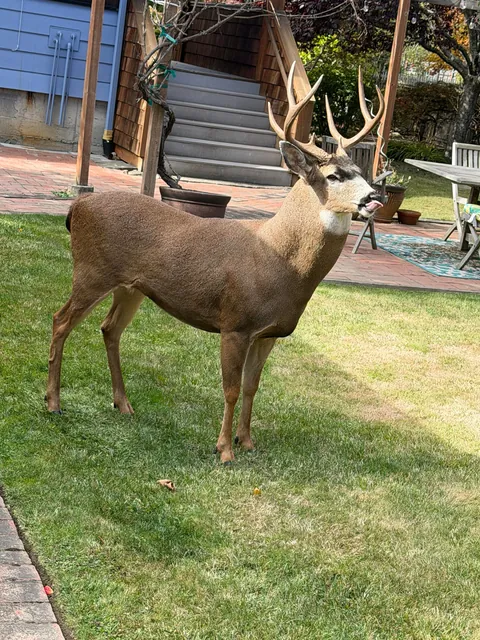 Mr. Apple Eater himself