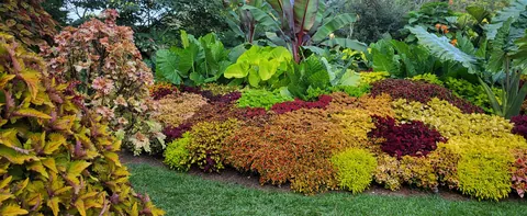 Tropical bedding with coleus