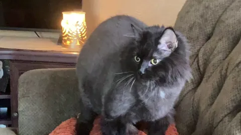 Percy’s been enjoying smushing the pillows lately