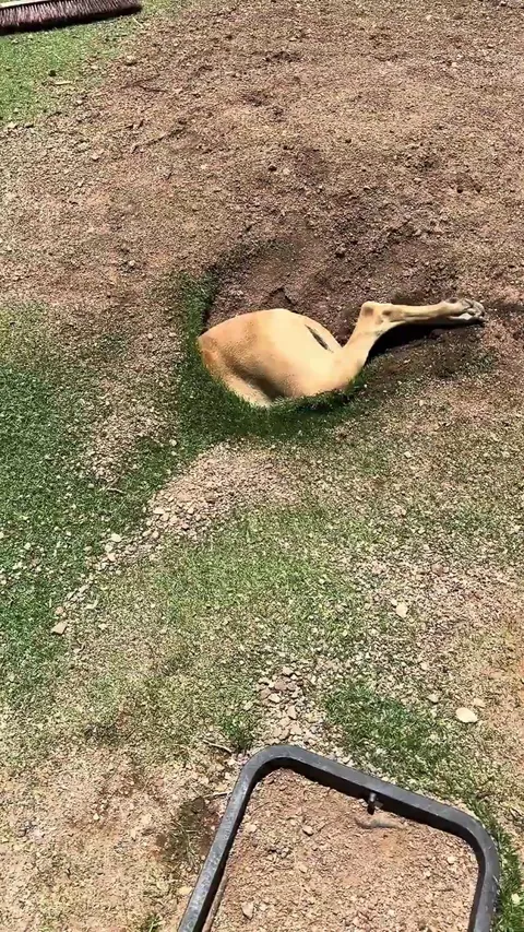 Dog or kangaroo?