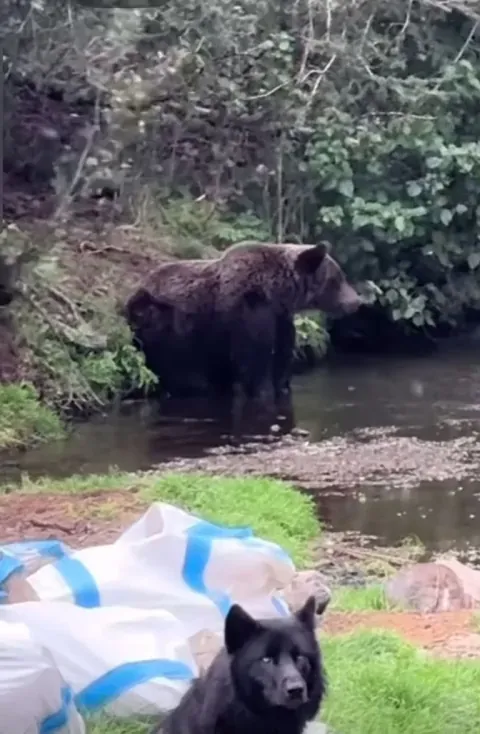 🔥Canada bears and wolf (dog?)