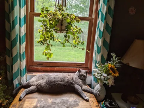 I'm losing my boy with the belly tomorrow 💔