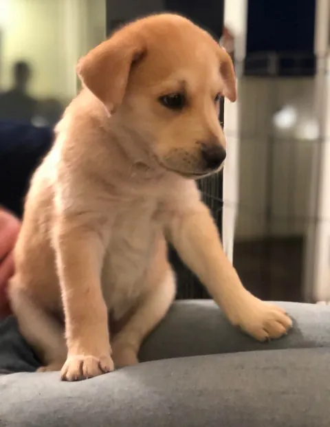 Biscuit turns 5 today! happy birthday to the goodest boi ever!!