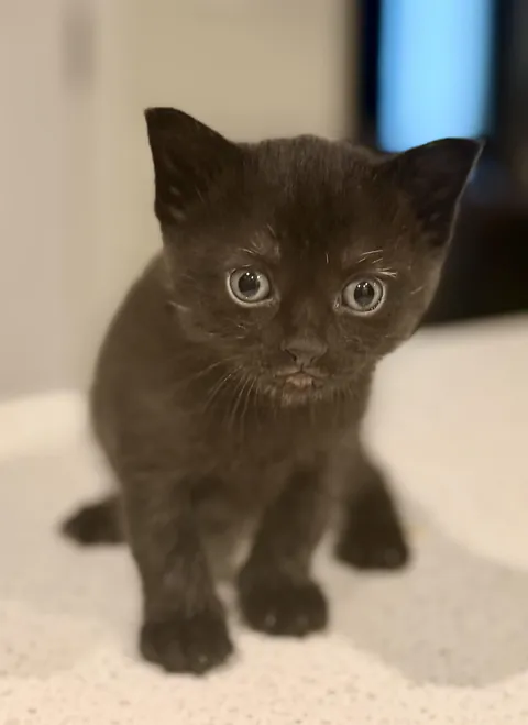 welcome to the world, tiny void